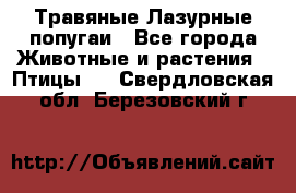 Травяные Лазурные попугаи - Все города Животные и растения » Птицы   . Свердловская обл.,Березовский г.